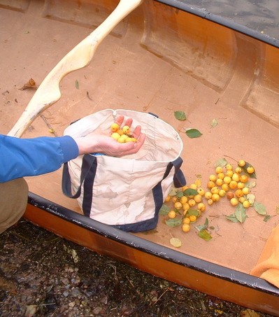canoe crab apples.jpg